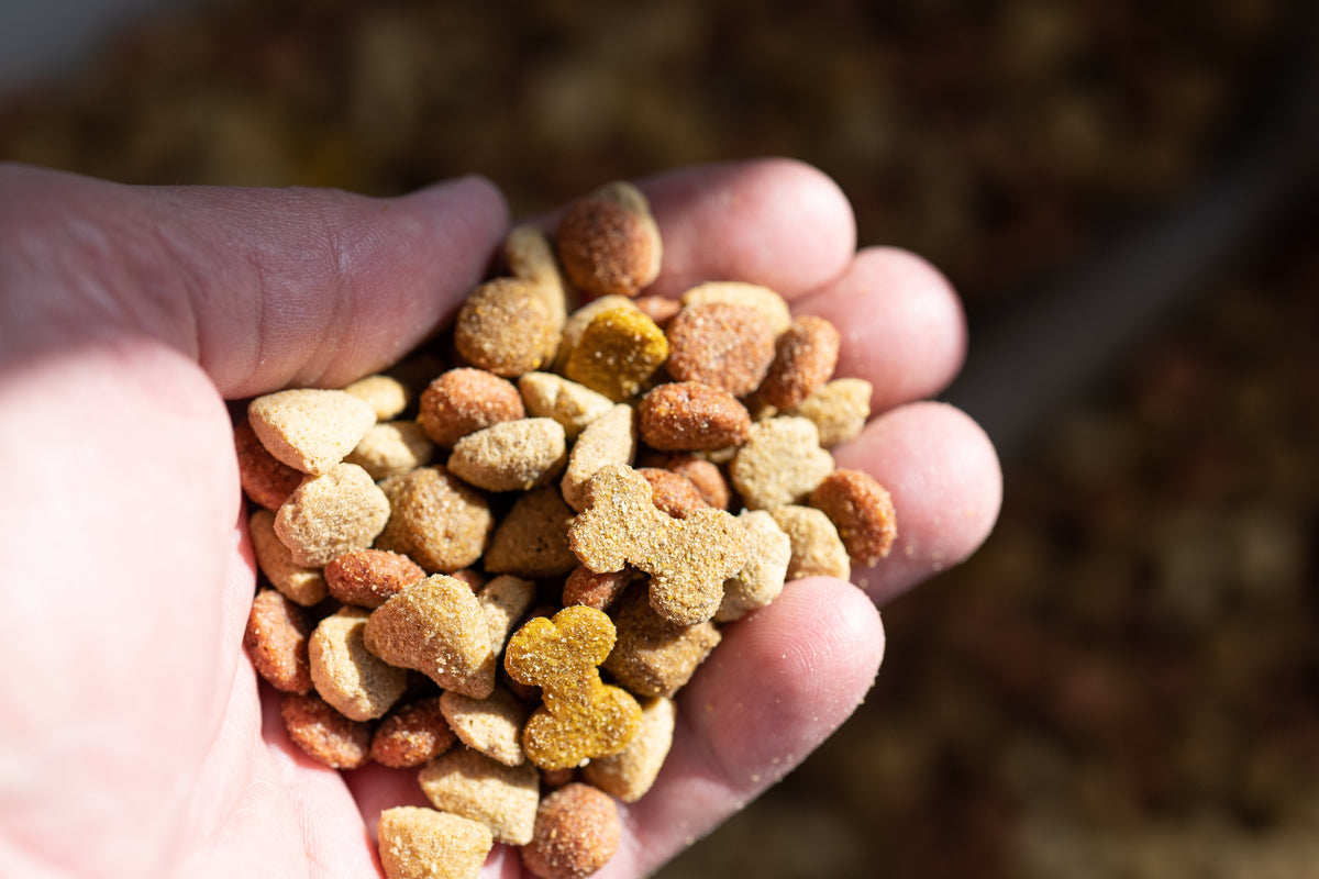 Close up of dry dog food kibble | Petshop Near Me