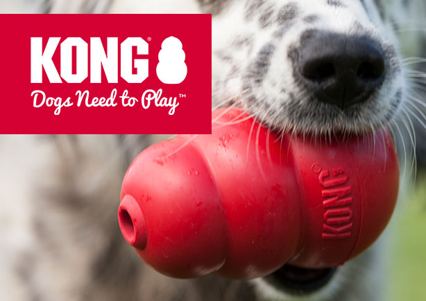 Dog chewing a rubber toy | Petshop Near Me