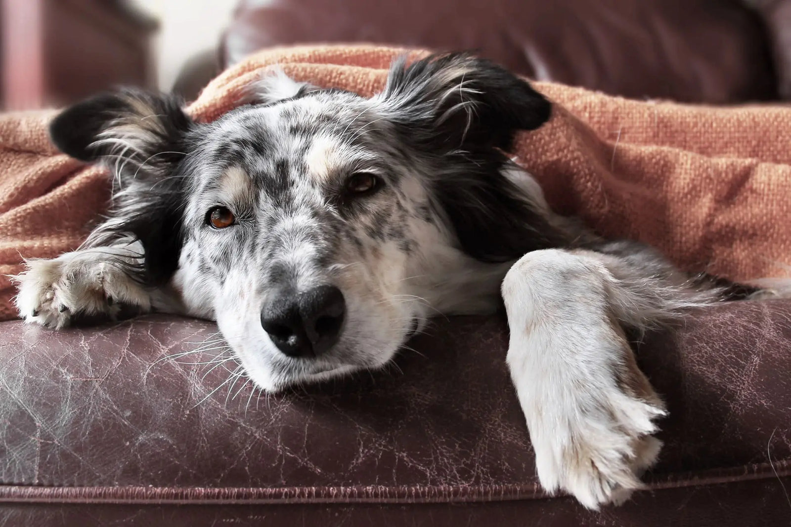 Dog resting on the floor | Petshop Near Me