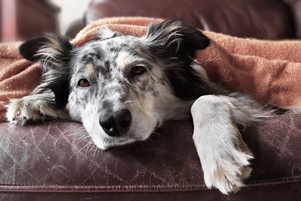 Dog resting on the floor | Petshop Near Me