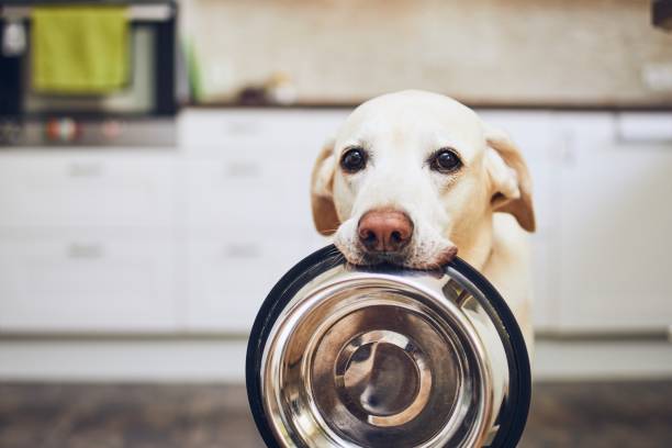 Dog waiting beside a bowl of dry food | Petshop Near Me