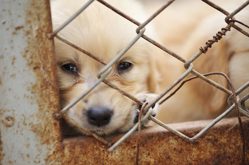 Puppy behind wire fencing | Petshop Near Me
