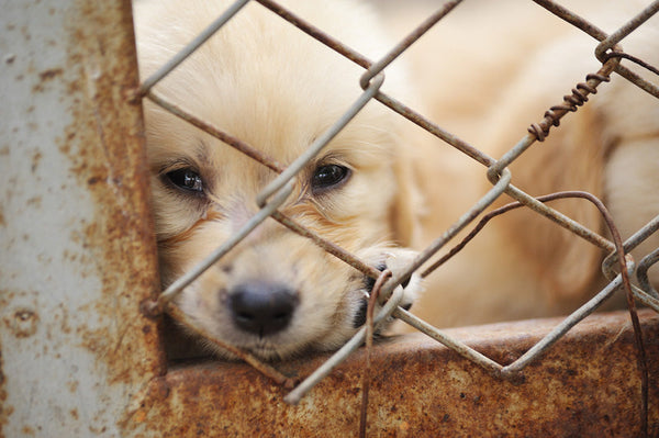 Puppy behind wire fencing | Petshop Near Me