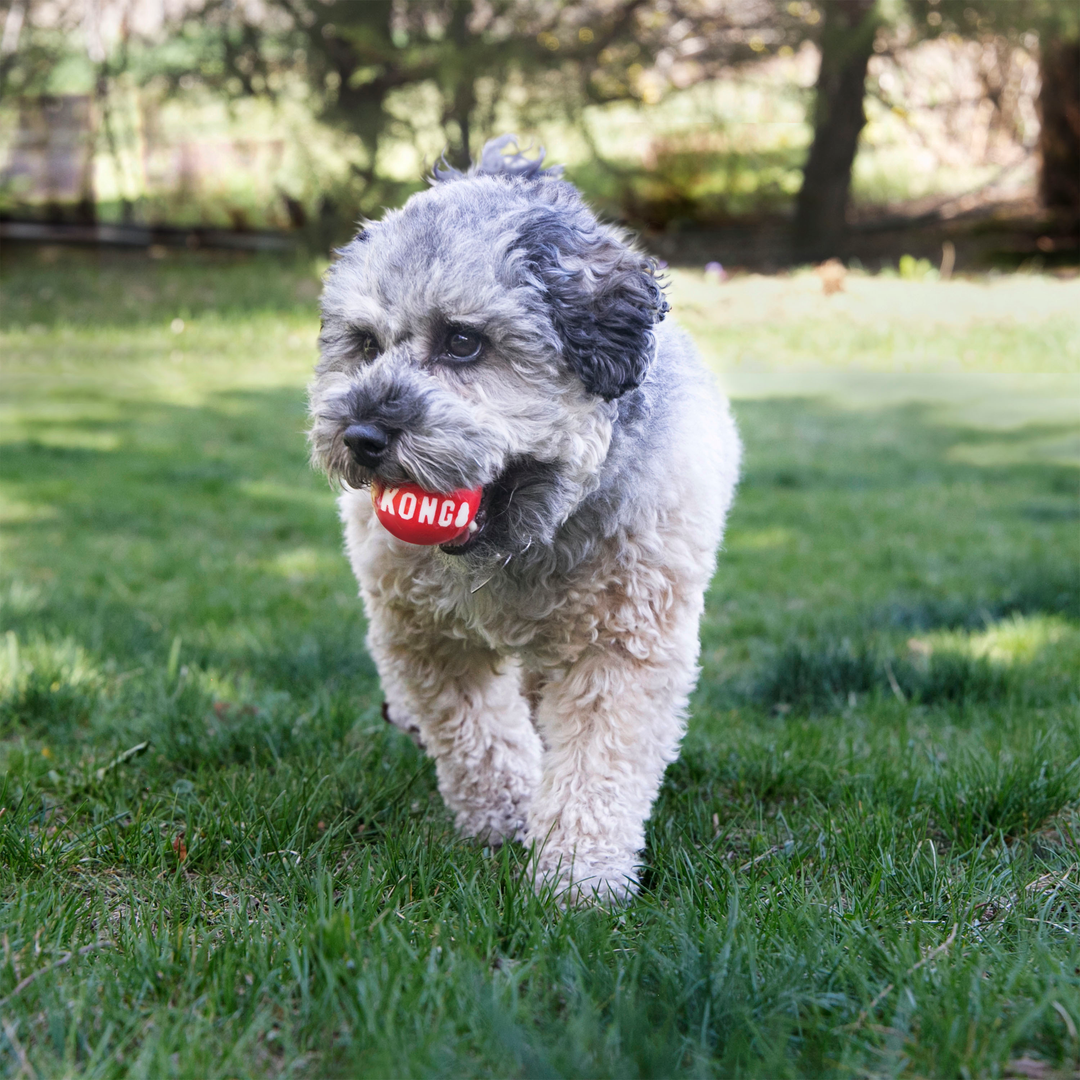 KONG Signature Balls Medium 2 pack, in use
