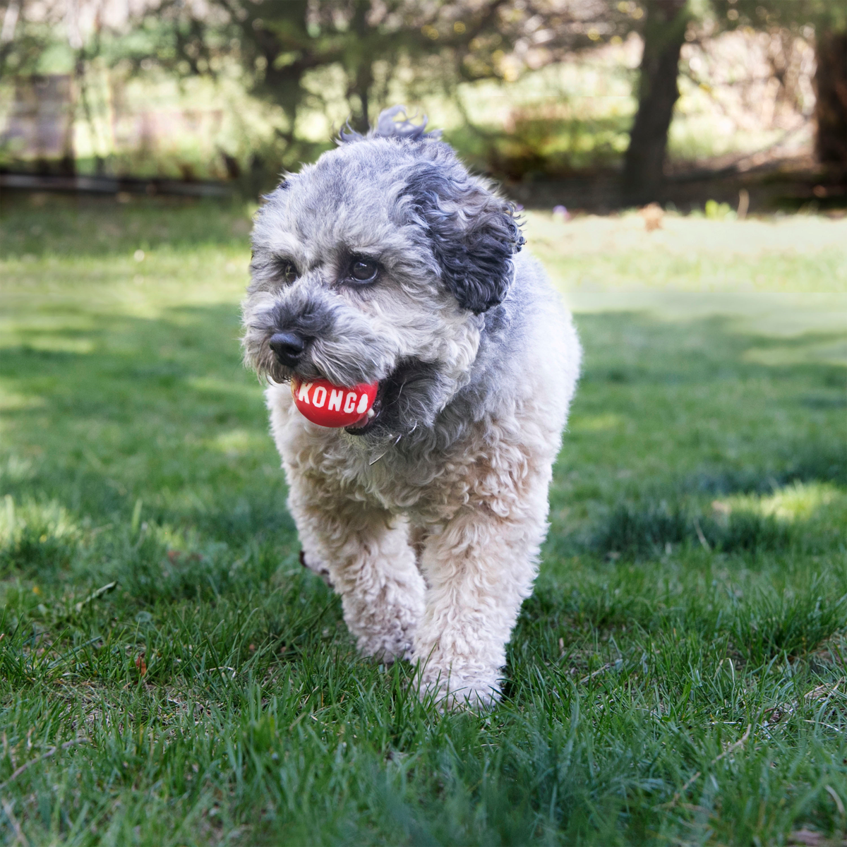 KONG Signature Balls Medium 2 pack, in use
