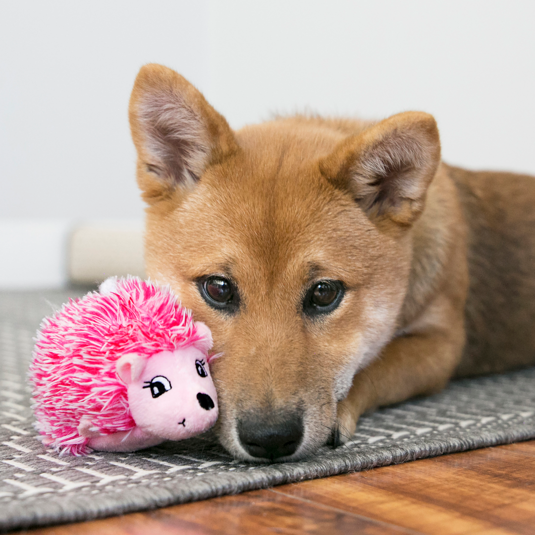 KONG Comfort Hedgehug Puppy Assorted X-Small, in use