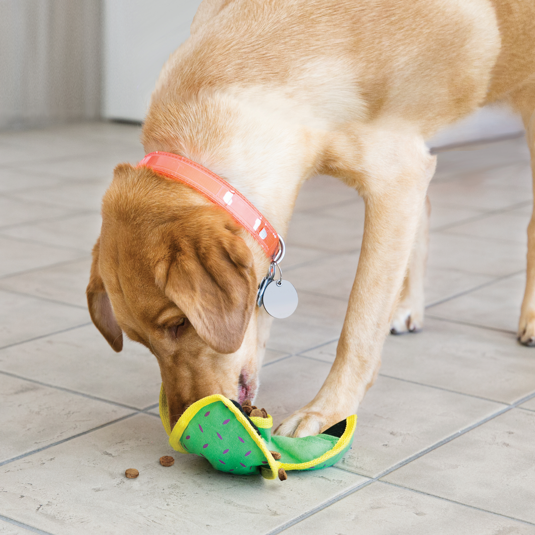 KONG Ballistic Hide &amp; Treat Assorted Medium, in use