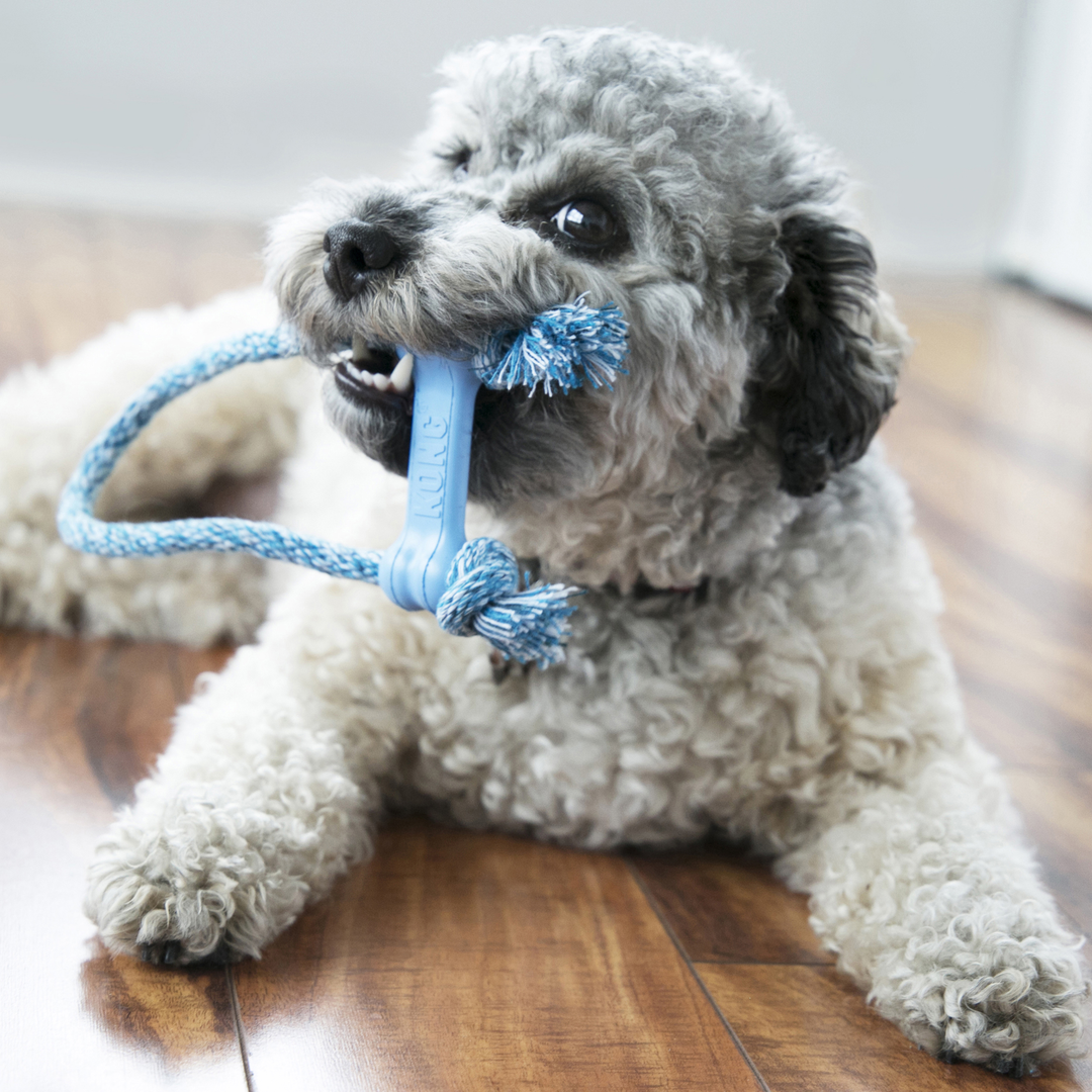 KONG Puppy Goodie Bone with Rope X-Small Assorted, in use