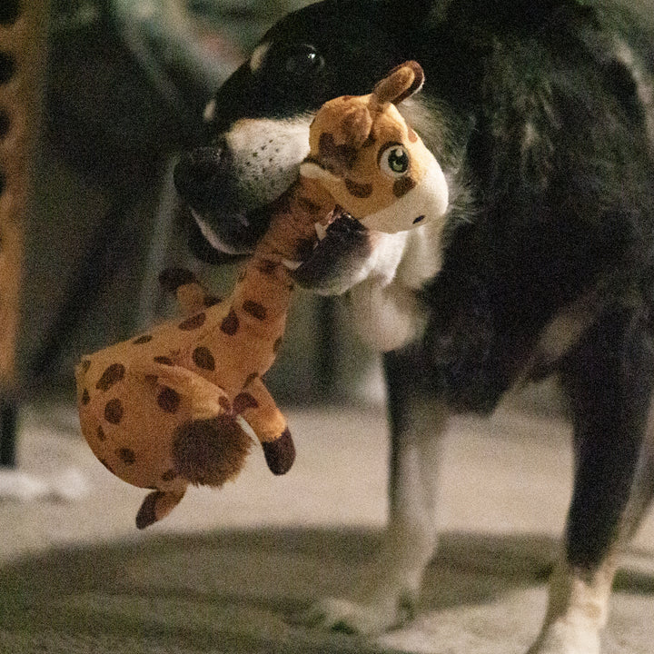 KONG Shakers Bobz Medium Giraffe, in use