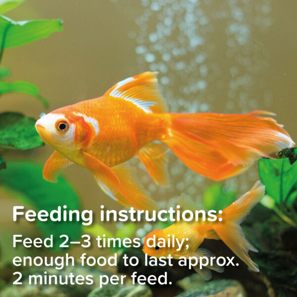 King British Goldfish Flake feeding instructions