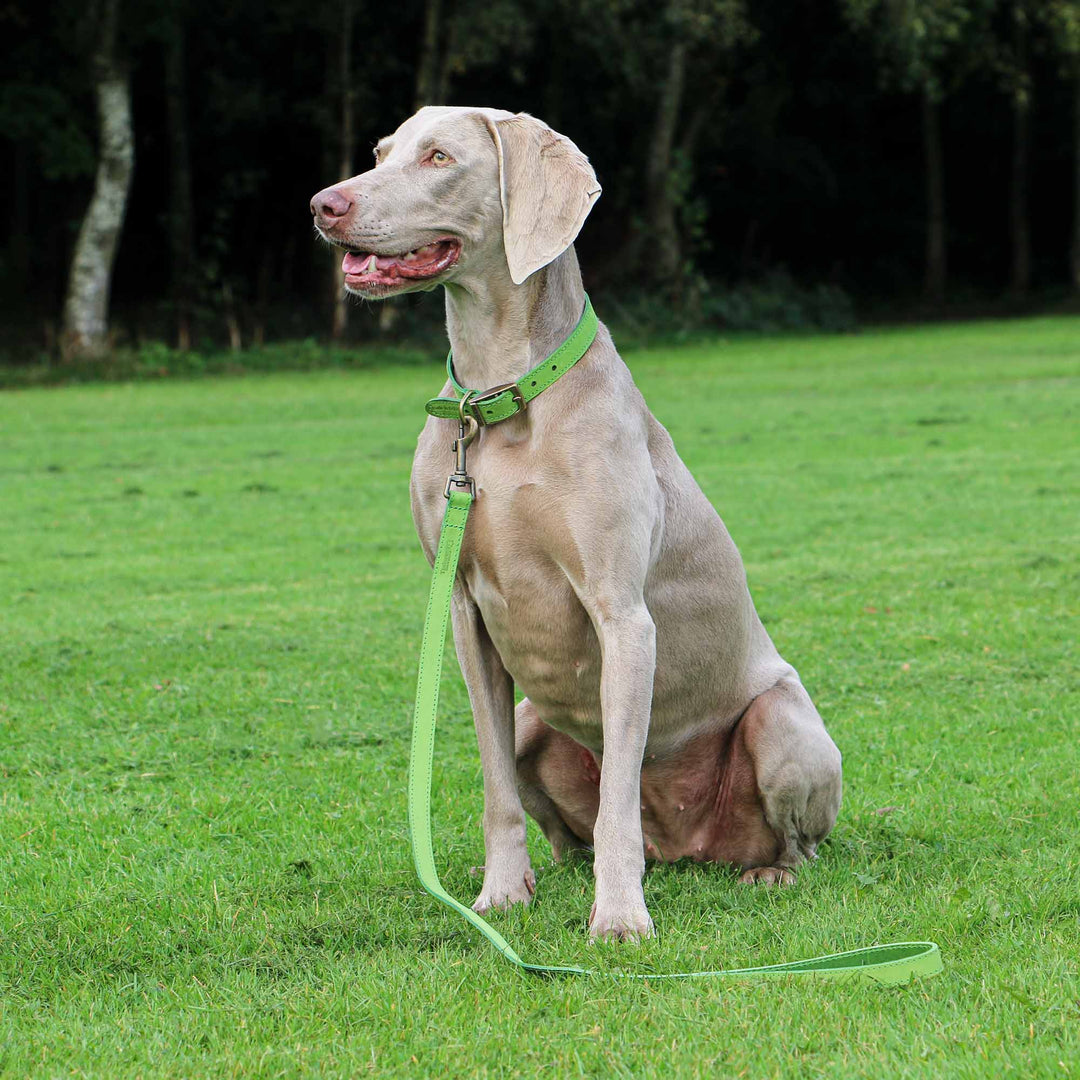 Ancol Timberwolf Leather Lead Green 1MX19mm, view 3