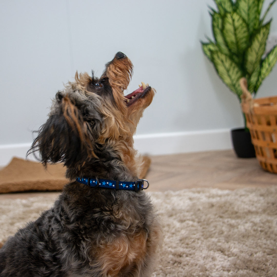 Ancol Small Bite Stars Puppy Collar and Lead Blue, view 2