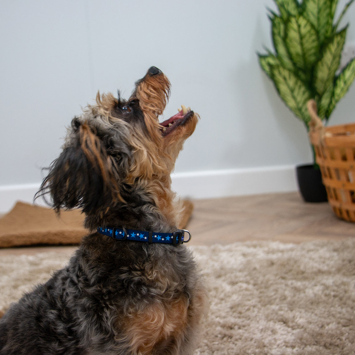 Ancol Small Bite Stars Puppy Collar and Lead Blue, view 2