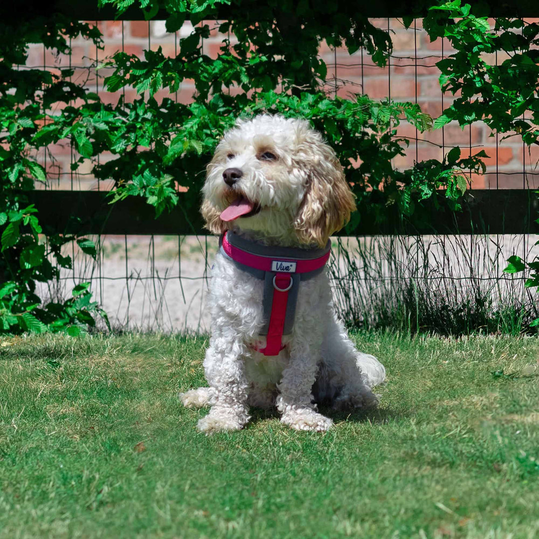 Ancol Viva Padded Harness Pink Small, view 4
