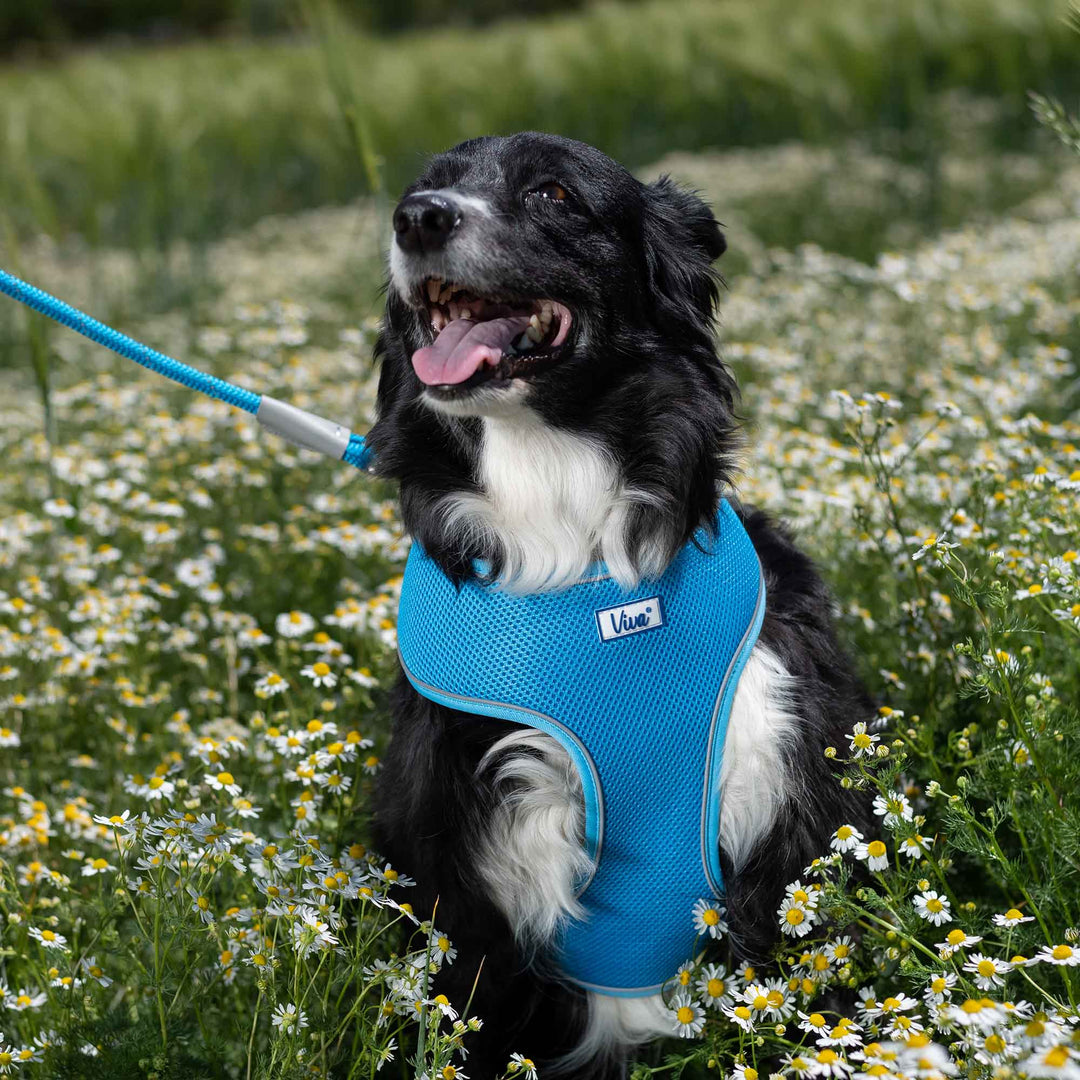 Ancol Viva Comfort Mesh Dog Harness Blue Extra Small, view 3