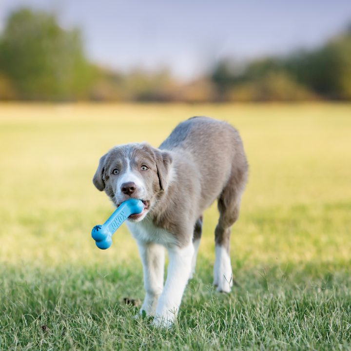 KONG Puppy Goodie Bone Small Pink/Blue Dog Chew Toy, in use
