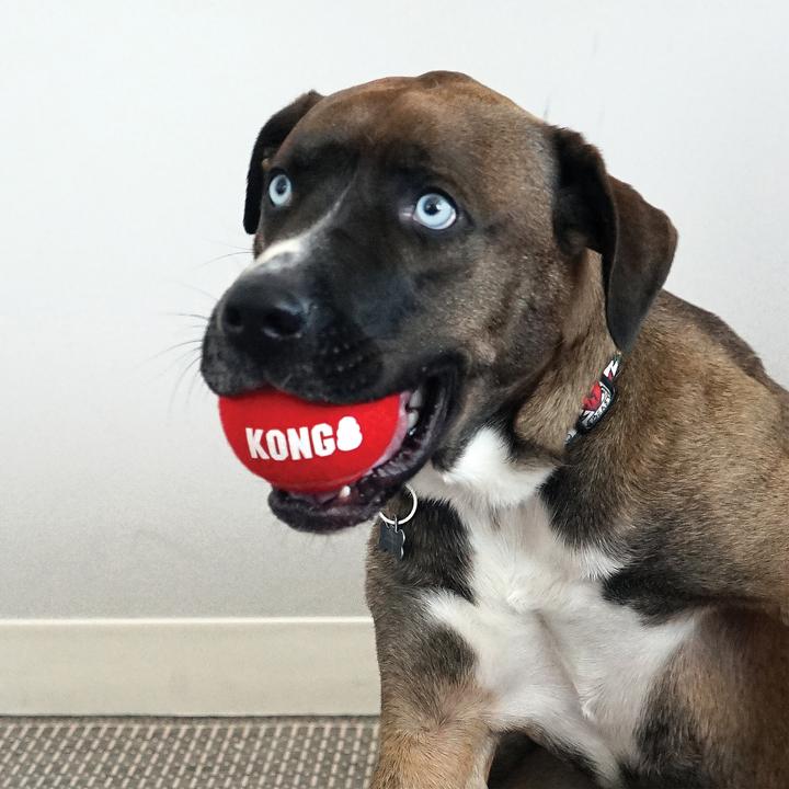 KONG Signature Sports Balls 2 pack Large, in use
