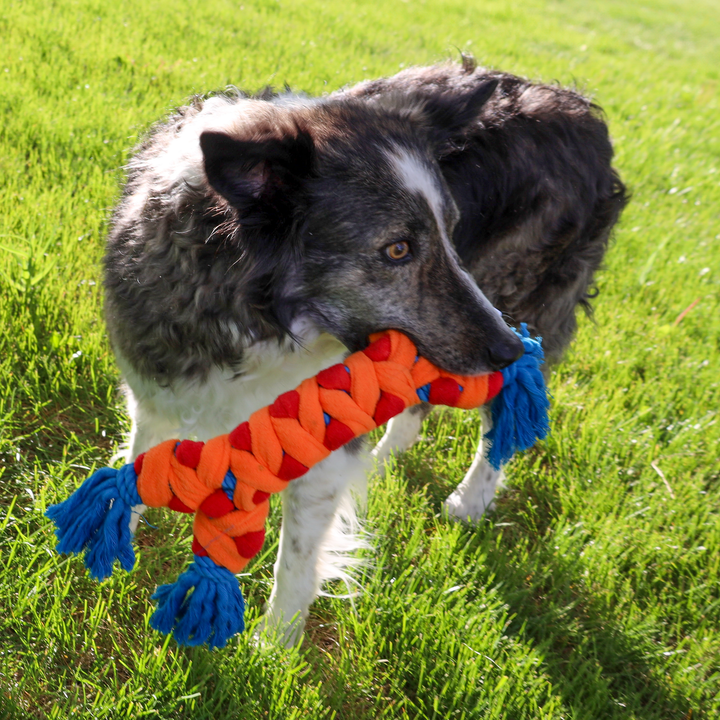 KONG Rope Rally Bone Medium Dog Chew Toy, in use
