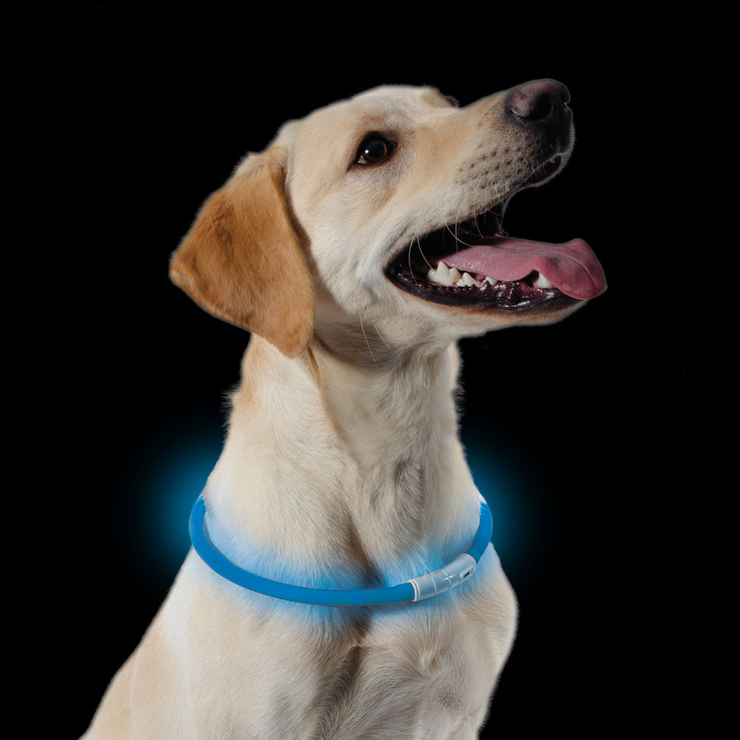 Ancol Usb Safety Halo Band Onesize Blue (Dog), view 3