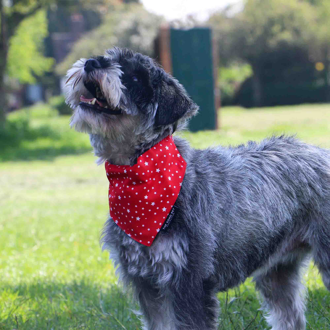 Ancol Soho Bandana Tartan/Stars 2 pack, view 2