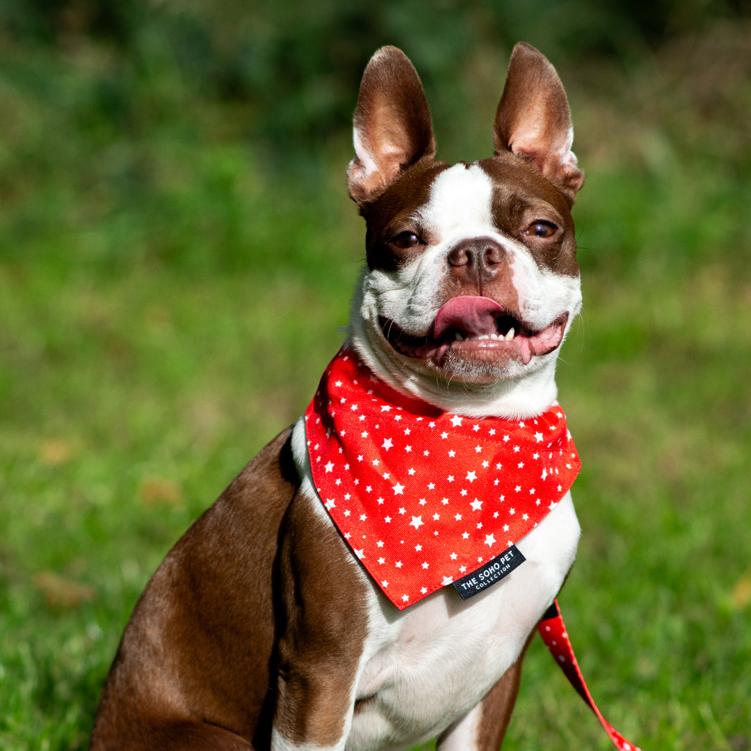 Ancol Soho Bandana Tartan/Stars 2 pack, view 7