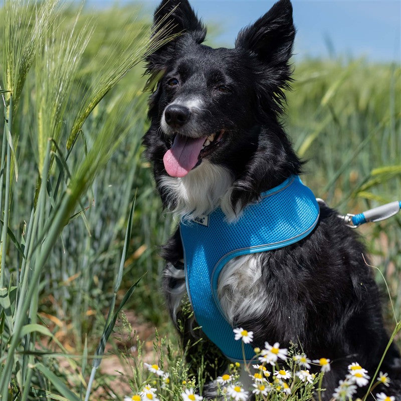 Ancol Viva Comfort Mesh Dog Harness Blue Extra Small 