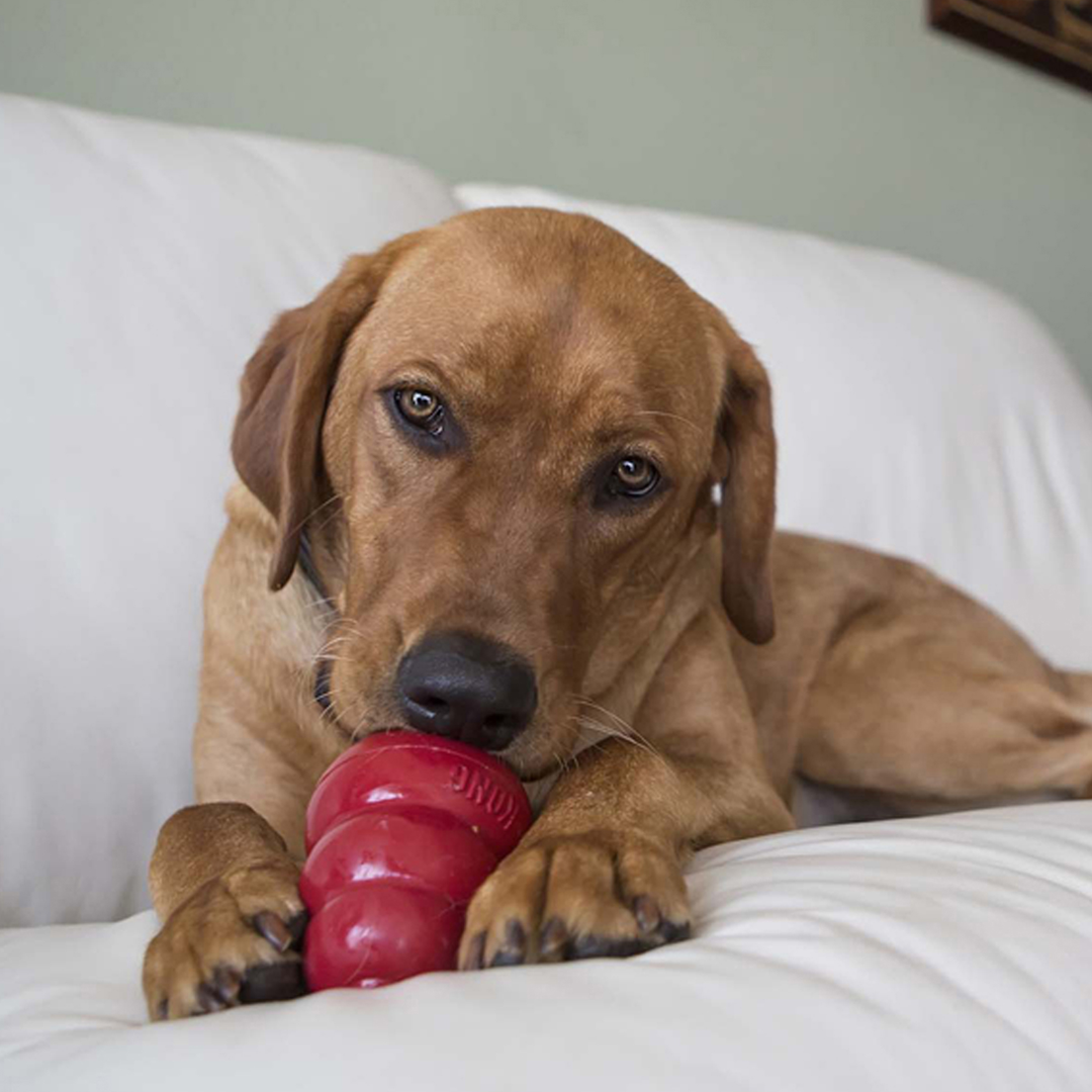 KONG Easy Treat Liver Paste, in use