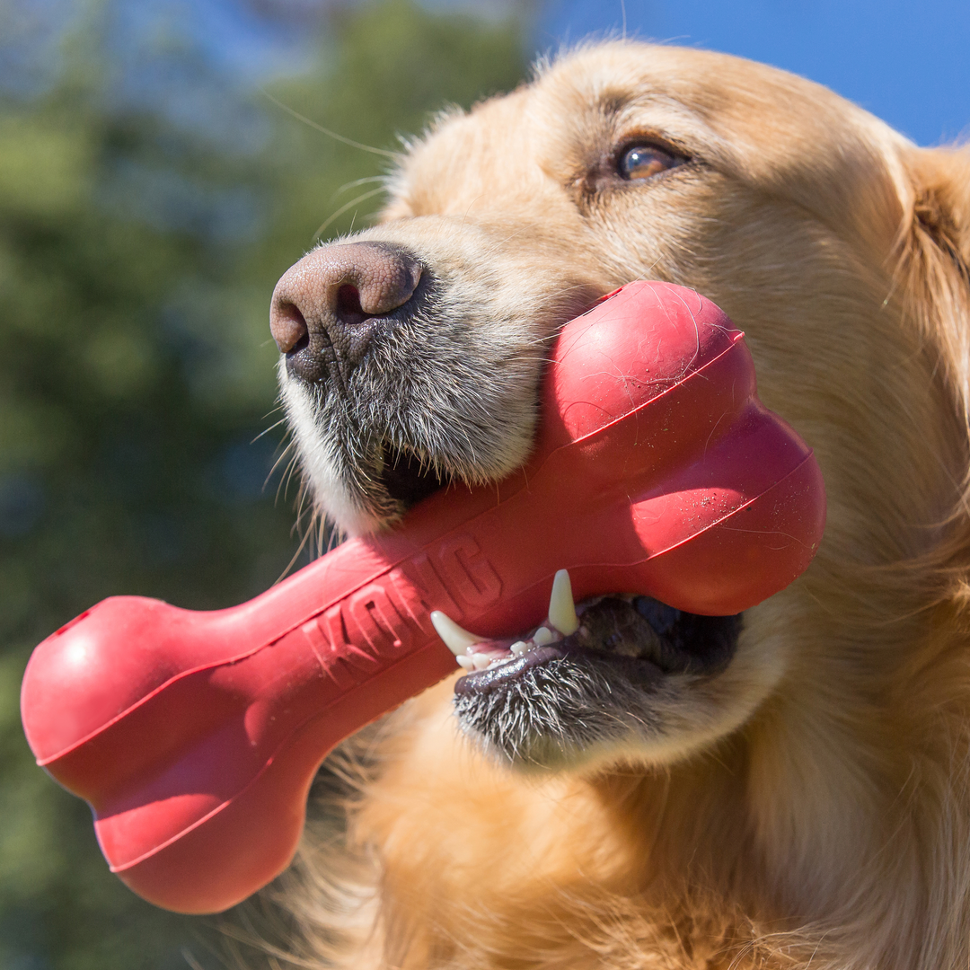 KONG Goodie Bone Medium Dog Chew Toy, in use