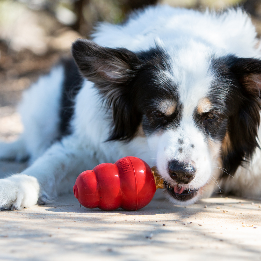 KONG Snacks Mini Liver, in use