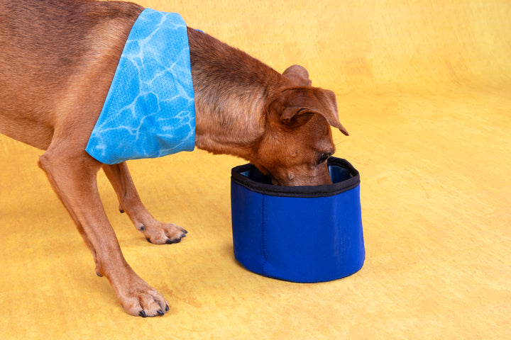 Flamingo Freezable Drinking Bowl, view 4