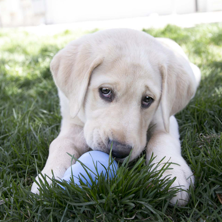 KONG Puppy X-Small Blue/Pink, in use