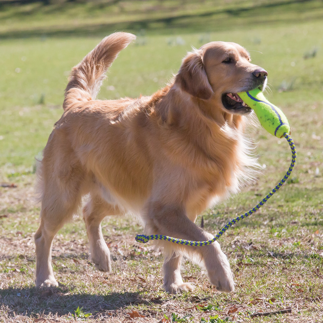 KONG Air Fetch Stick Medium, in use
