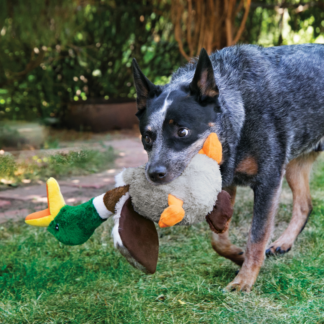 KONG Shakers Honker Duck Large Dog Toy, in use