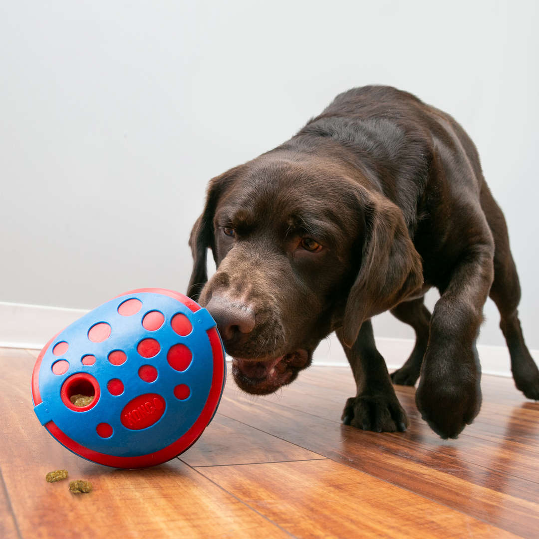 KONG Rewards Wally Medium/Large, in use