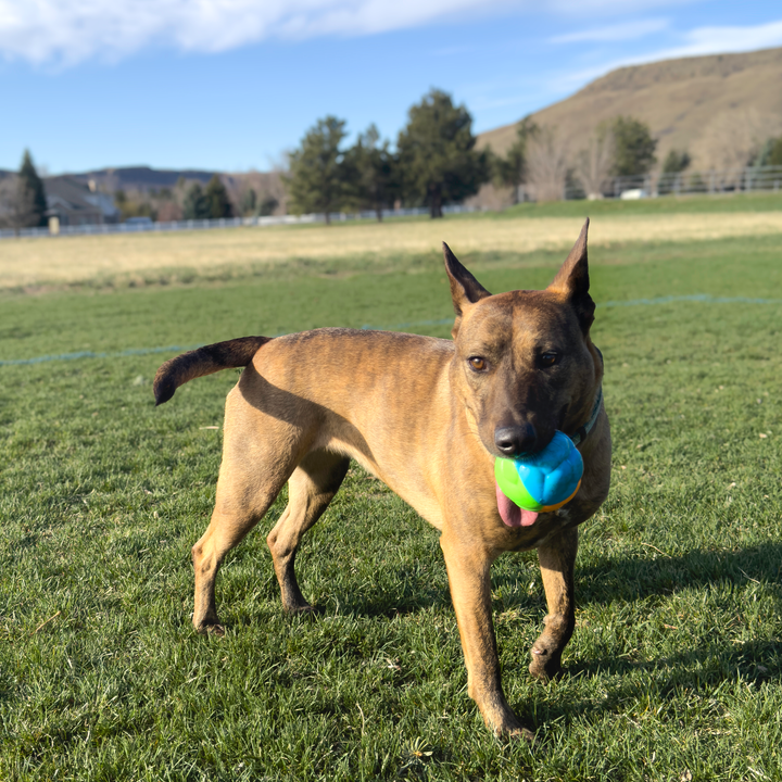 KONG Twistz High Viz Ball Large, in use