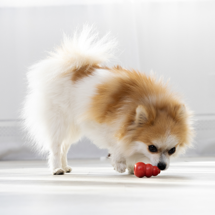 KONG Classic Toy Red X-Small, in use