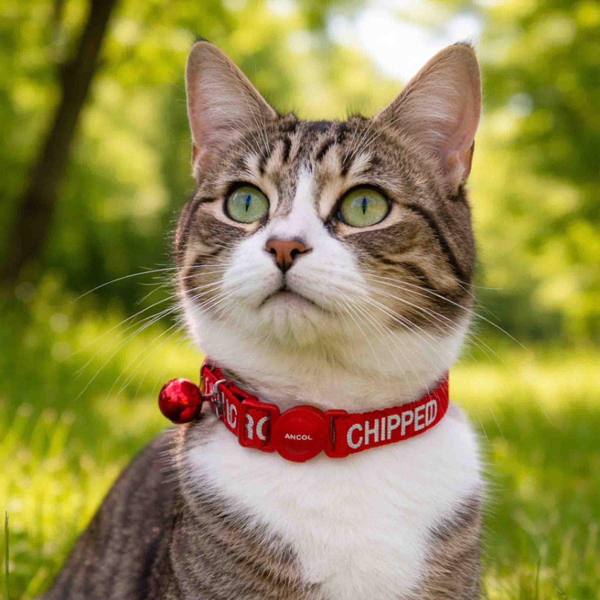 Ancol I Am Micro Chipped Safety Cat Collar, view 2
