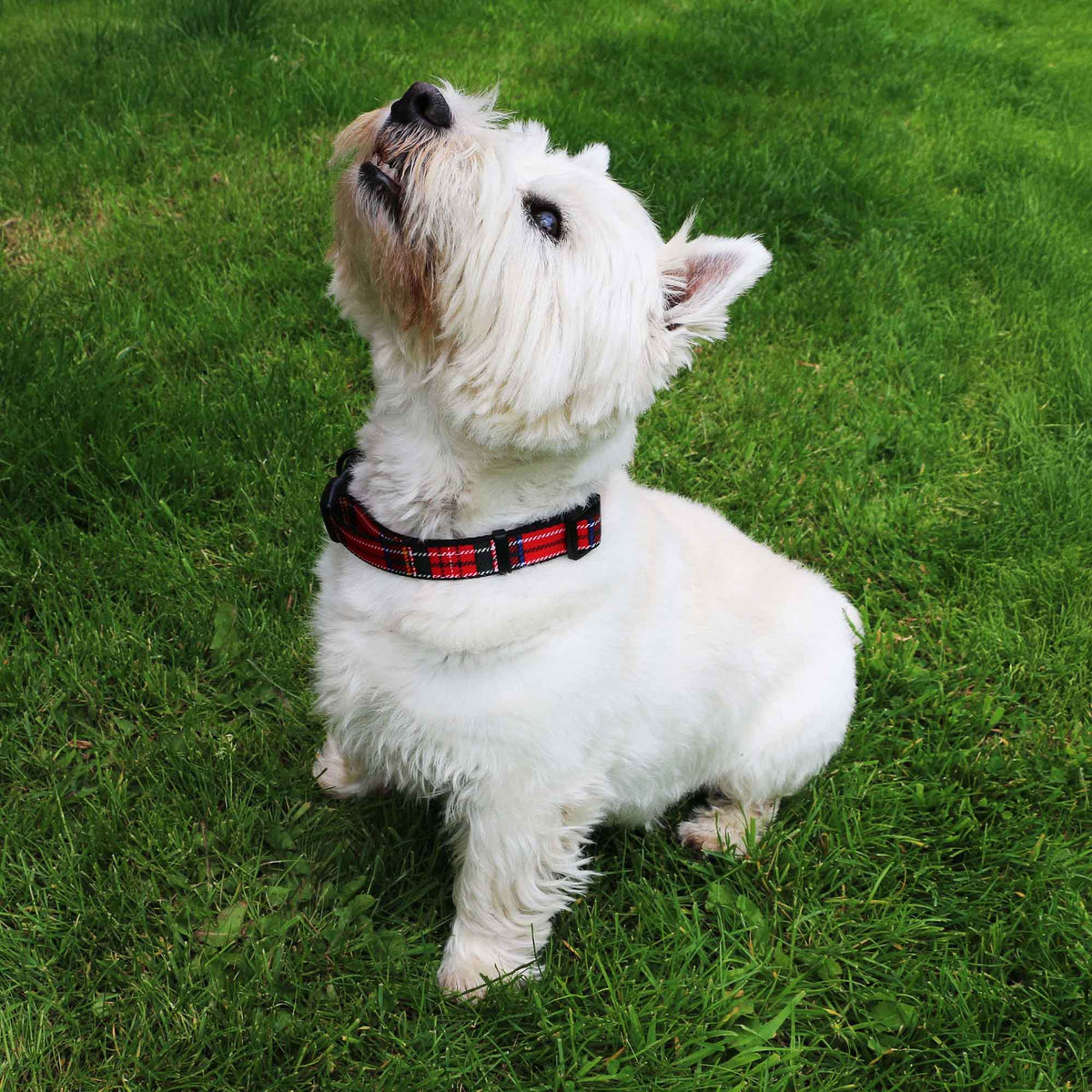 Ancol Soho Tartan Red Nylon Adjustable Collar Size 5-9, view 2