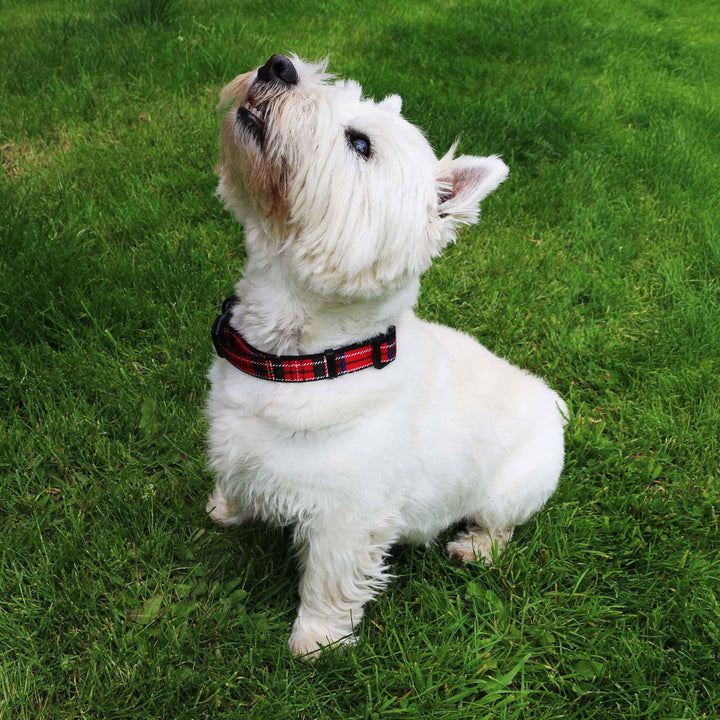 Ancol Soho Tartan Red Nylon Adjustable Collar Size 5-9, view 2