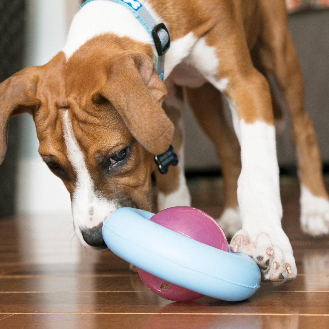 KONG Puppy Gyro Assorted Small, in use