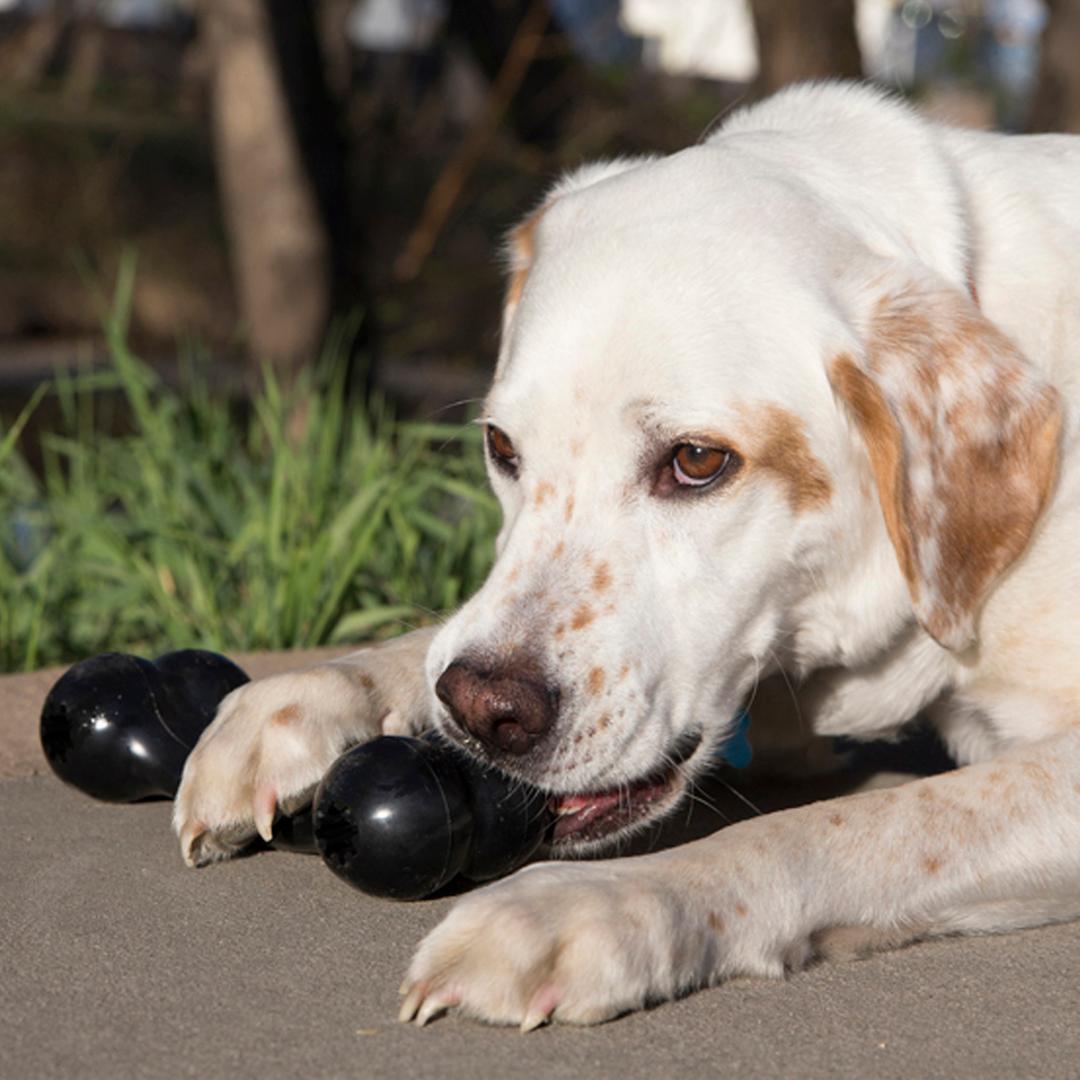 KONG Goodie Bone Extreme Large Black Dog Chew Toy, in use