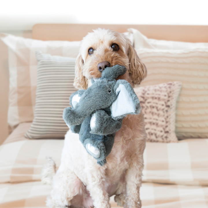 KONG Comfort Kiddos Pig Small, in use
