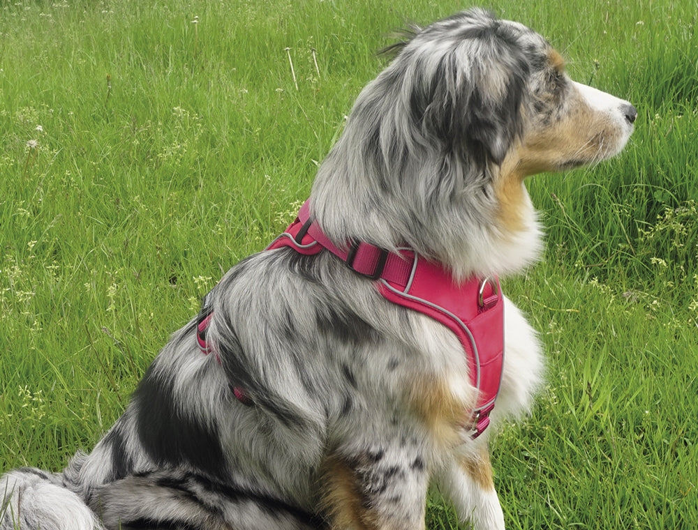 Nobby Comfort Harness Mailo red L chest 42-60 cm waist 65-85 cm w 25 mm, view 2