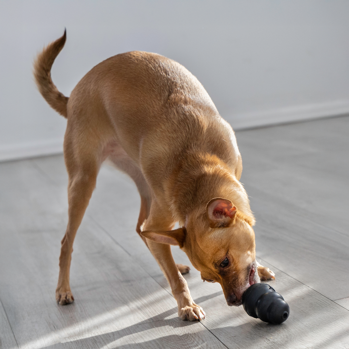 KONG Toy Extreme Black-Small, in use