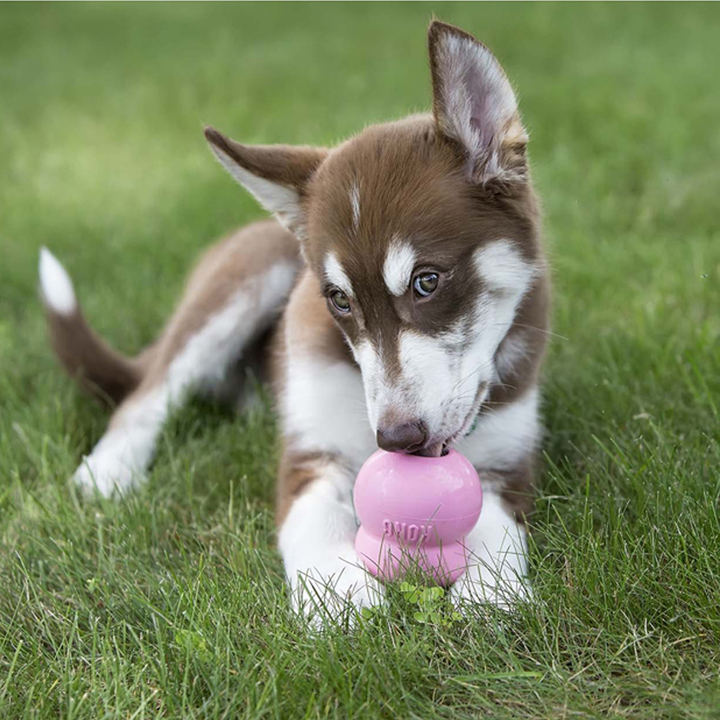 KONG Stuff n Paste Puppy Treat, in use, second view