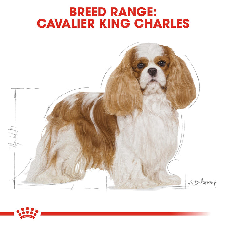Royal Canin Cavalier King Charles 1.5kg, view 2