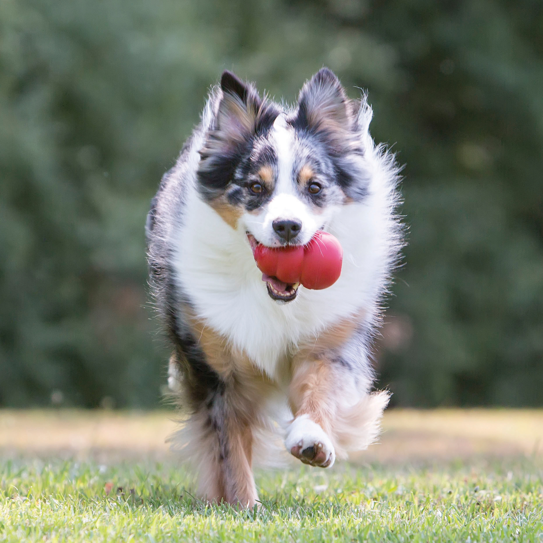 KONG Classic Toy Red - Large, in use