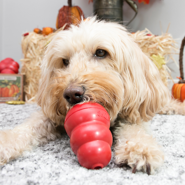 KONG Classic Toy Red - Medium, in use