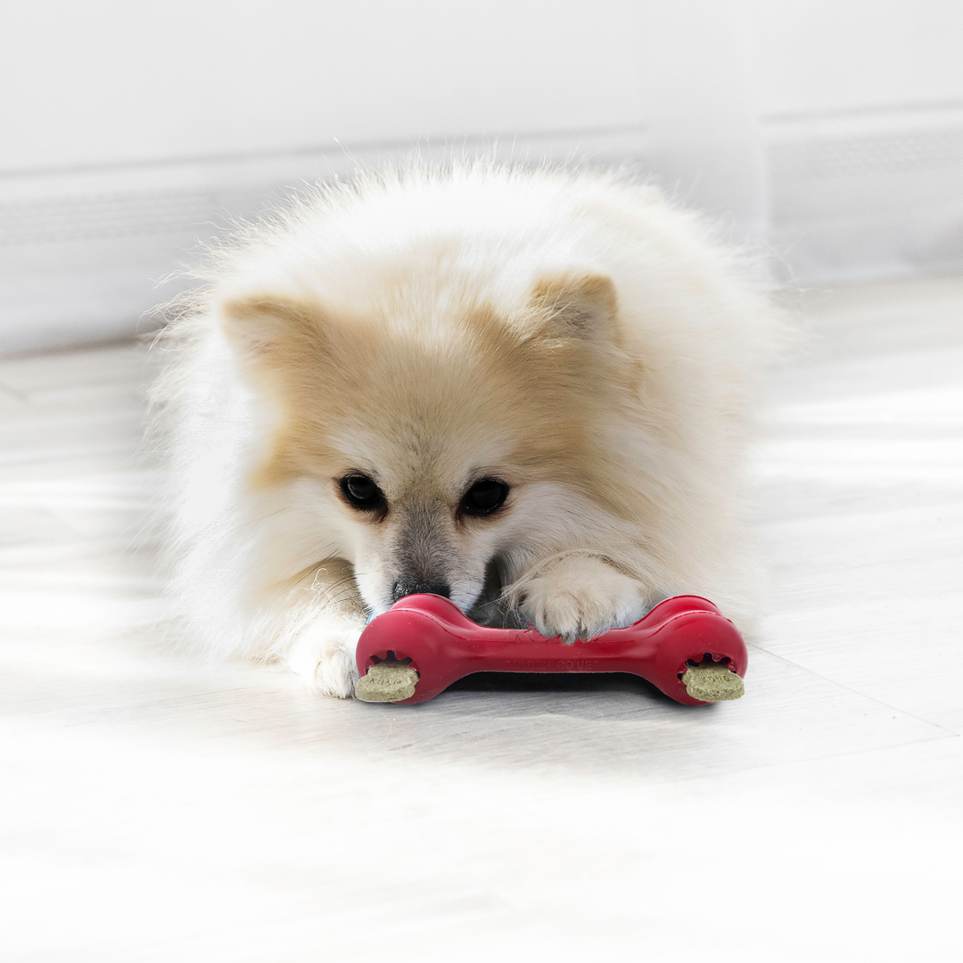 KONG Goodie Bone Small Dog Chew Toy, in use