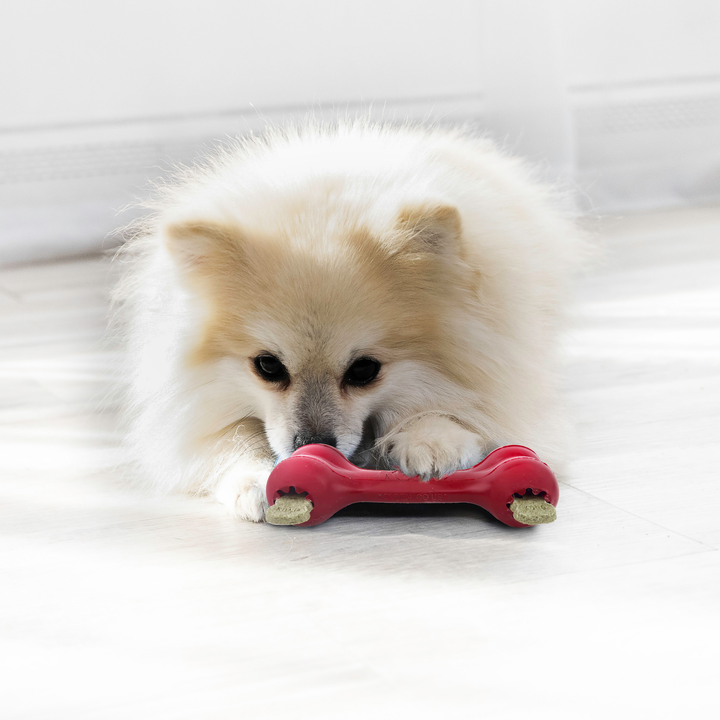 KONG Goodie Bone Small Dog Chew Toy, in use
